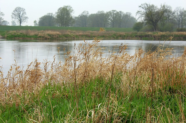 tráva u řeky