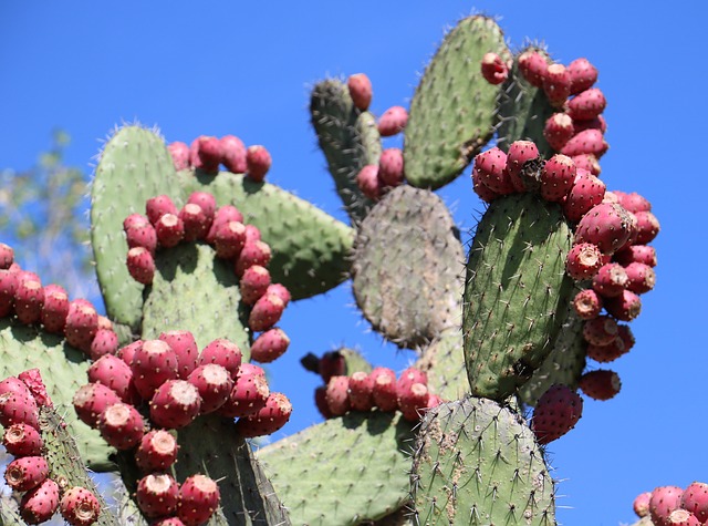 Kaktus Nopal